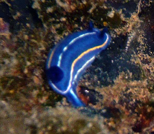 nudibranchi giallobl hyspselodoris